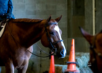 Horse Shows 2024